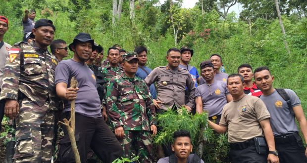 Tim Gabungan Dari Polres Madina Dan TNI Kembali Temukan Ladang Ganja