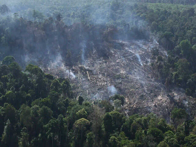 Dampak Kemarau Panjang 14 Hektare Hutan Lindung di Palas Terbakar