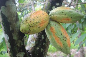 Seorang petani Kakao di Madina menunjukan serangan hama Lumut dan poto buah Kakao sudah terkena serangan PBK