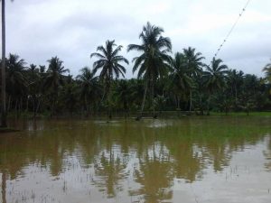Banjir merendam lahan pertanian masyarakat
