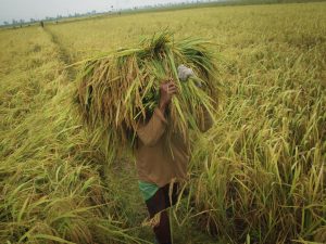 MASALAH POKOK SWASEMBADA PANGAN