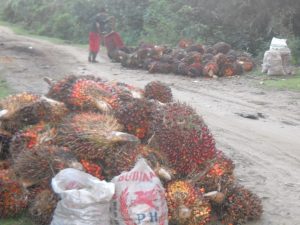 Aktifitas pasar TBS di Kecamatan Sinunukan Kabupaten Madina, harga mengalami trend turun, sehingga petani mengalami kerugian. 