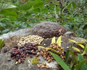 kopi-luak-tembus-pasar-luar-negri-2