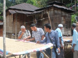 Jenis Kopi Luak dan penjemuaran untuk menghasilkan biji kopi siap jual. Panyabuangan, 1 Oktober 2016