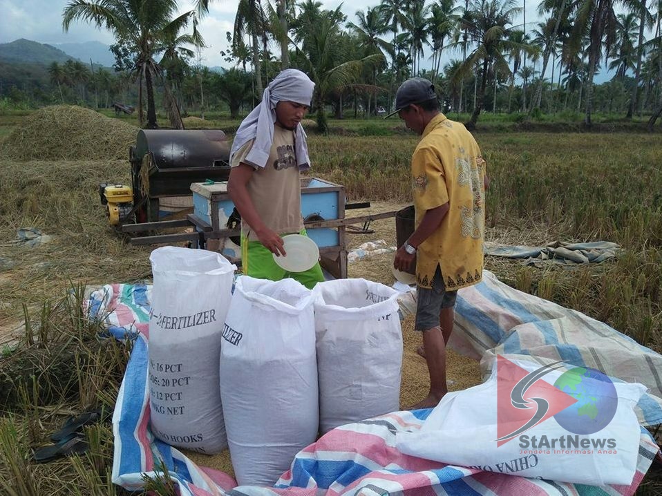 Akibat Cuaca Panen Padi Petani Sawah Di Panyabungan Turun Radio START