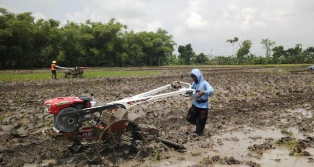 Kementerian Pertanian Akan Buka Areal Persawahan Baru di Madina