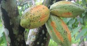 Petani Kakao Madina Kesulitas Mengatasi Hama PBK dan Lumut