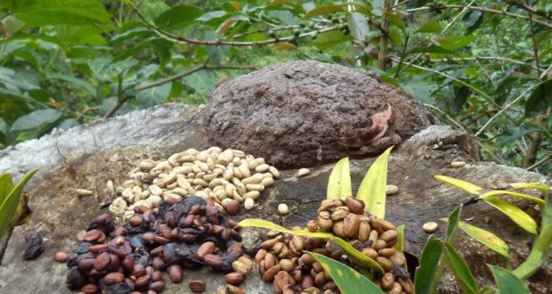 Kopi Luak Tembus Pasar Luar Negri