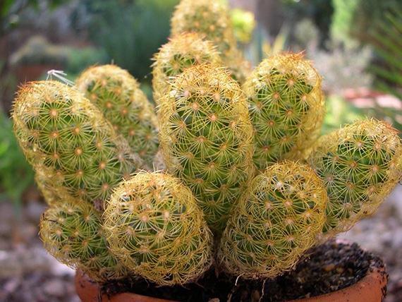 Mengapa kaktus dapat hidup di gurun yang panas dan kering?