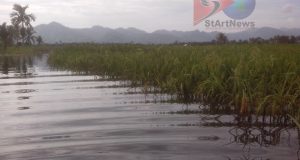 Lahan Pertanian Terendam Masyarakat Petani Dambakan Bantuan Pemerintah