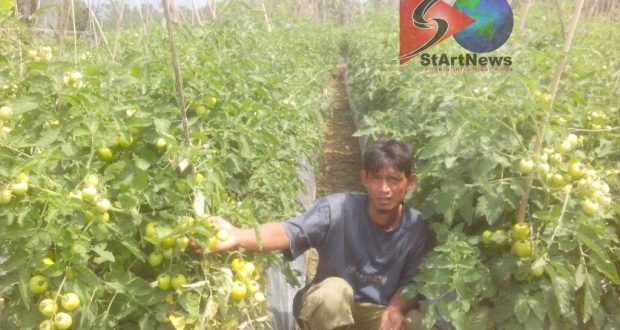 Pasokan Melimpah Harga Tomat Petani di Madina Hanya Rp.2.000/ Kg