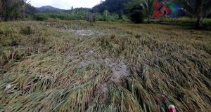 Areal Pertanian di Mandailing Julu Terendam Banjir