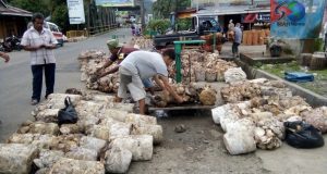 Harga Karet di Madina Turun Lagi Sentuh Lepel Rp.8.000/ Kg