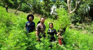 Polres Madina Amankan 3000 Batang Pohon Ganja di Torsihite