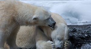 Bagaimana Beruang Kutub Beradaptasi di Suhu yang Dingin?