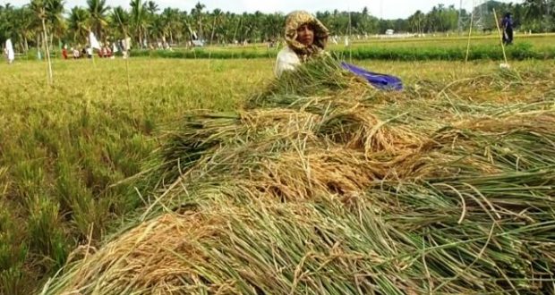 Dinas Pertanian Madina Tinjau hasil Panen Petani