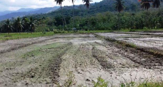 Pengairan Tak Berfungsi, Puluhan Hektar Lahan Sawah di Runding Mengering