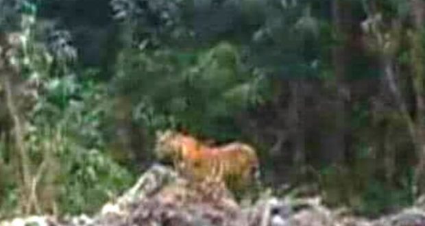 Harimau Masuk Kampung Masih Jadi Ancaman Serius bagi Warga Batang Natal