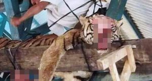 Harimau Sumatera Tewas Tanggung Jawab Siapa