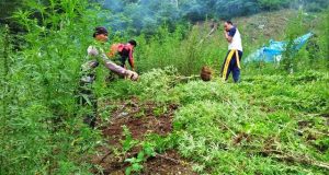 BNN Mandailing Natal Amankan Tersangka dan 2,5 Ladang Ganja