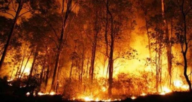 50 Hektar Hutan Terbakar di Balige