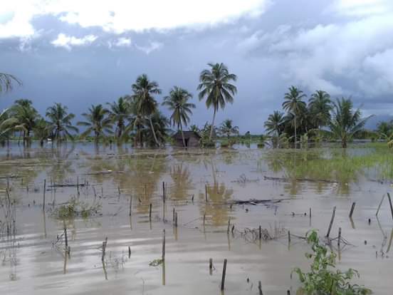 Seluas 2.500 Ha Sawah di Madina Puso Akibat Banjir