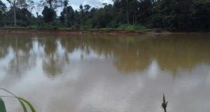 Masyarakat Tapus Madina Resah Penampakan Buaya di Sungai Batang Natal