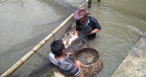 Desa Rumbio Madina Kembangkan Ikan Air Tawar Lewat BUMDes