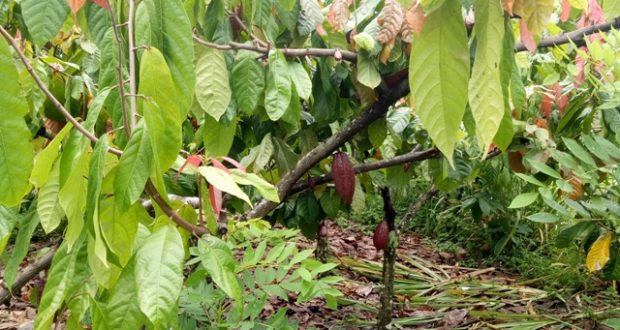 Petani Mengeluh Harga Kakao di Panyabungan Tak Pernah Naik