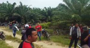 Penjarah Kebun Sawit Bebas Berkeliaran, Pengurus Koperasi Sawit Murni Minta Keadilan