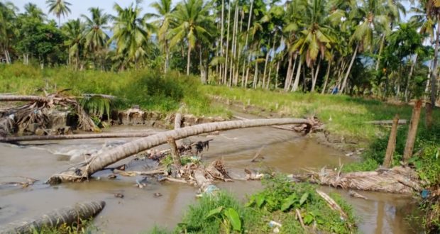 Tanggul Jebol, Puluhan Hektare Sawah Rusak di Desa Panyabungan Jae