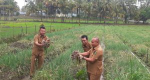 Dinas pertanian Akan Buat Penangkaran Bawang Merah di Lumban Pasir