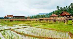 Melirik Wisata Sawah Sabarang di Desa Padang Bulan Kotanopan