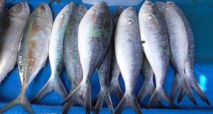 Jelang Puasa, Harga Ikan Laut di Madina Masih Normal