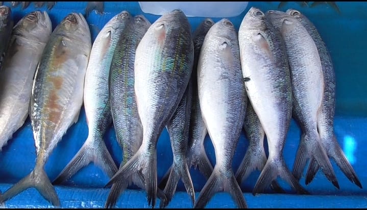 Jelang Puasa Harga Ikan Laut  di Madina Masih Normal 