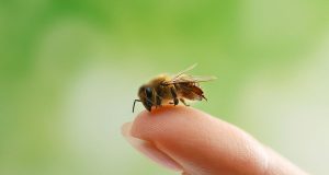 Mengapa Lebah Menyengat Manusia?