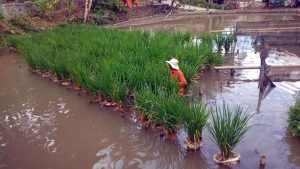 Inovasi Baru, Petani di Kotanopan Tanam Padi di Atas Kolam