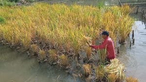 Mina Padi di Atas Kolam di Kotanopan Sudah Panen, Begini Hasilnya