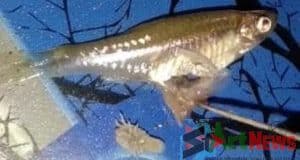 Ini Videonya, Binatang Aneh dalam Perut Ikan Sulum Bikin Heboh Warga Kotanopan