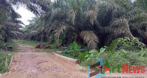 Mafia Tanah Diduga Terlibat Alih Fungsi Hutan Produksi di Desa Bintuas