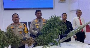 Polres Madina Temukan Lagi Ladang Ganja di Tor Sihite