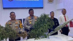 Polres Madina Temukan Lagi Ladang Ganja di Tor Sihite