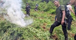 Brimob Polda Sumut Musnahkan Lima Hektare Ladang Ganja di Madina