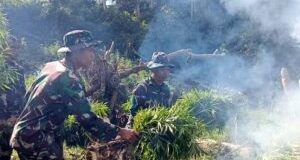 Lagi Patroli Gunung Hutan, Prajurit TNI Temukan Ladang Ganja di Tor Sihite