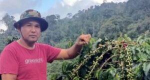 Prospek Pemasaran Kopi Mandailing Makin Menjanjikan