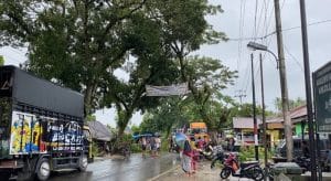 Pohon Besar Timpa Badan Jalan dan Rumah Warga di Malintang Jae