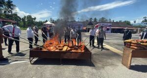 Polres Madina Musnahkan Barang Bukti 153 Kg Ganja Kering