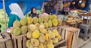 Musim Durian di Madina, Jenis Ini yang Paling Diburu Pembeli